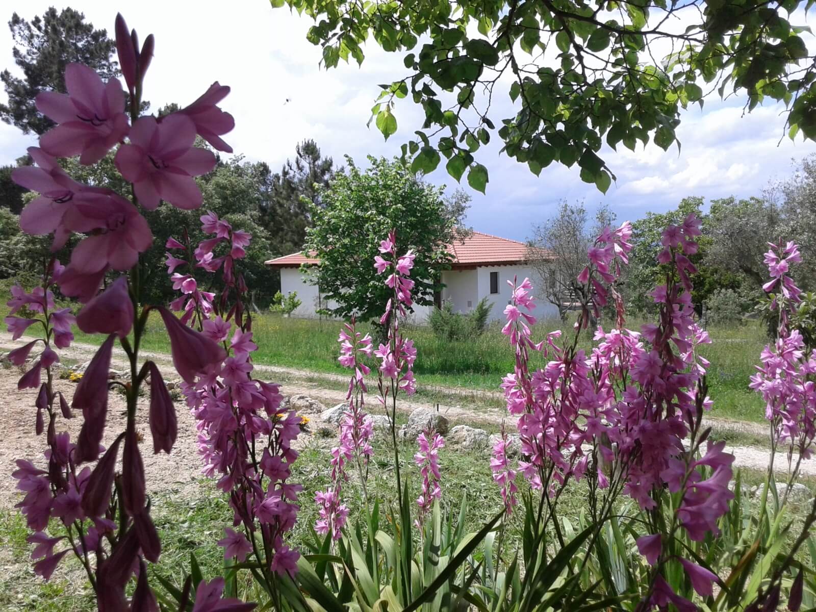 Casa da Mina with pink flowers