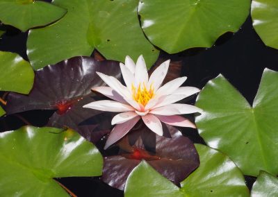 Water lily in the ecological pool