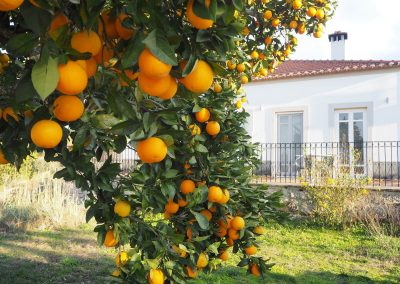 Quinta Vermelho com vista sobre laranjeiras